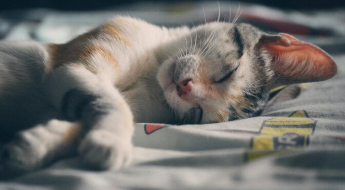 Зашто је телу потребан стабилан биоритам за добар сан